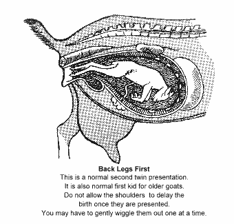 Back Legs First
