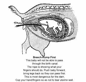 True Breech-Rump