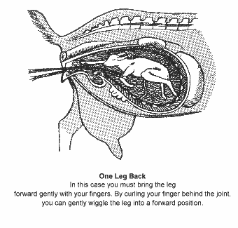 One Leg back