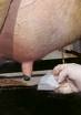 Clean Teats