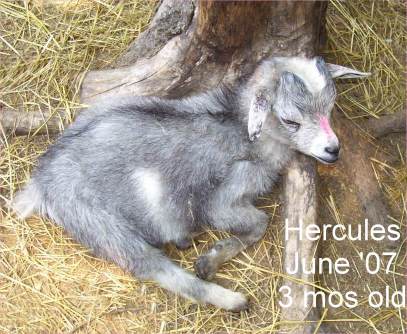 3 month old pygmy goat with tapeworm