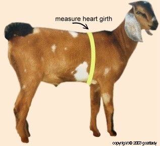 Measure Heart Girth for weight tape