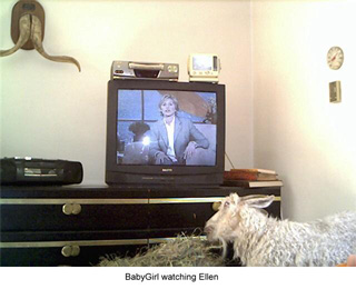 goatlady's BabyGirl watching Ellen Degeneres on TV